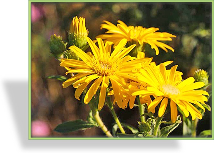 Goldaster, Chrysopsis speciosa 'Golden Sunshine'
